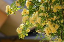 گل آبشار طلایی